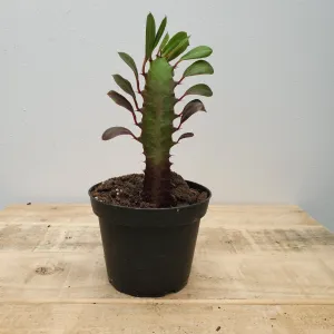 4" euphorbia trigona rubra